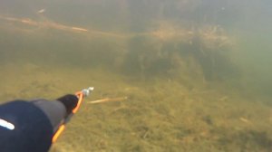 Подводная охота-Аграханский залив. в поисках сазана.