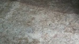 Чистота в курятнике (поддоны для помета и пол)