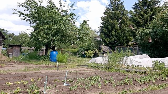 ?"Дачный сезон" Уход за растениями.Поливаем кабачки.Пересаживаем шпинат. смотреть онлайн