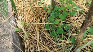 Заключительная Вкуснейшие томаты ДО БО Джаджу Адора из Раф Мшистый дуб Южная гордость Амарилло