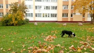 как научить собаку играть на улице