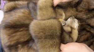 Шкурки соболя - подбираем на реставрацию шубы