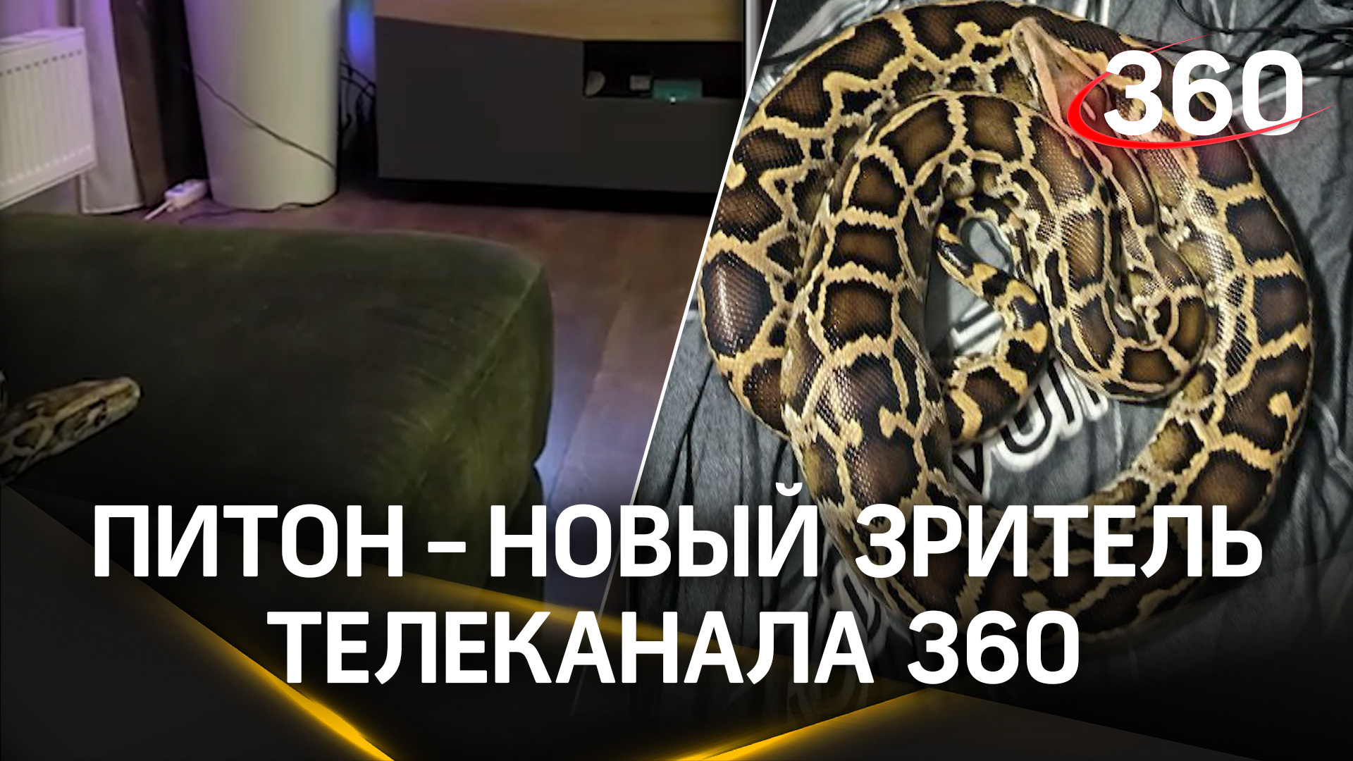 Видео: ничейный питон напугал жителей Одинцова и отправился в Раздоры принимать ванну