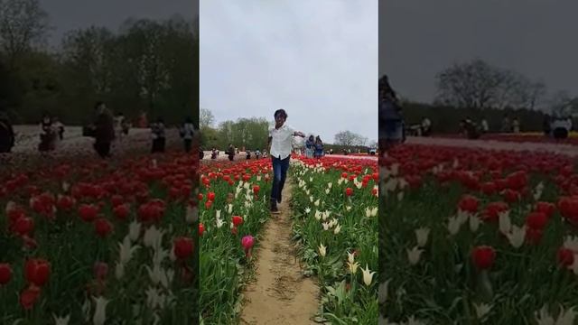 Arnav at Tulip Garden