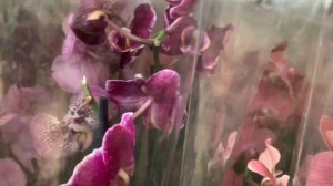 Оптовая база "ОРХИДЕЯ" (обзор 7.09.19г.)