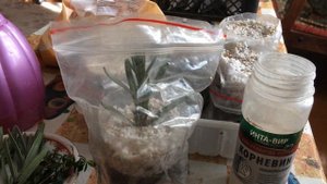 Укоренение черенков (лаванды, мирта, цитрусовых). Любимый способ. Marianablog.ru.Цитрусы и ЗОЖ