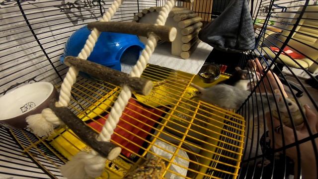 Декоративные крысы хаски. На сколько большими они вырастают за месяц? Decorative rats husky