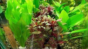 #Аквариумные_растения Людвигия перуанская