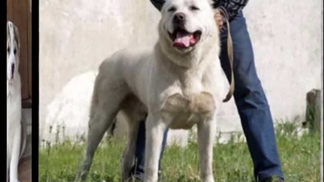 Сергей Петков.Исповедь алабая смотреть онлайн