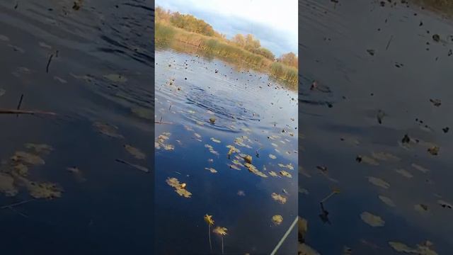 Просили щуку нахлыстом. Держите #pike #flyfishing   #рыбалка