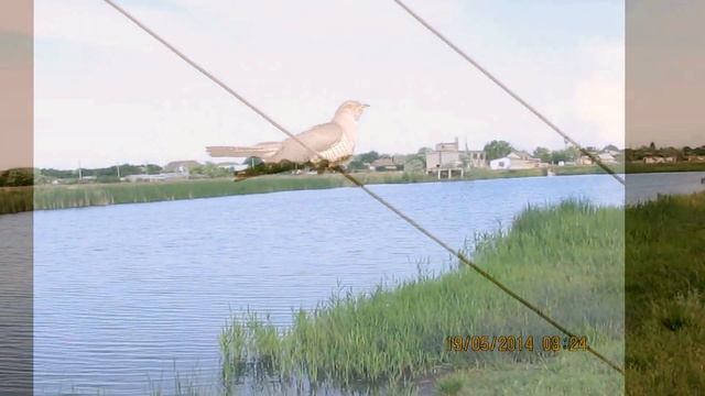 Сухолужье - в мире животных смотреть онлайн