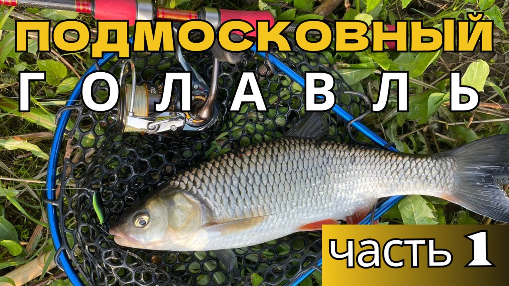Подмосковный ГОЛАВЛЬ ВЫРЫВАЕТ СПИННИНГ при поклевках!