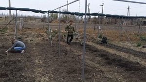 Сажаем малину Соколицу