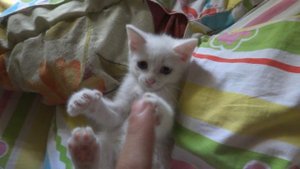Мимимишный котенок с разными глазами