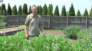 Creating Baptisia Hybrids