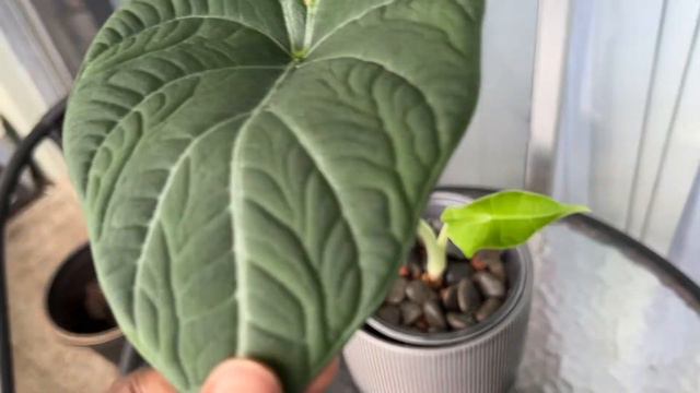 Alocasia In Semi-Hydroponics | 2 Week Update | There's A New Leaf🤗 смотреть онлайн