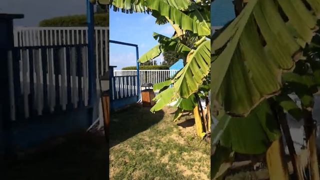 BM BEACH 4* отзыв об отеле. описание территории. смотреть онлайн