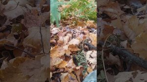 Тихая охота