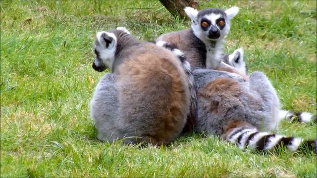 Wild Life In The Savannah. Мир в Дикой Саванне. смотреть онлайн