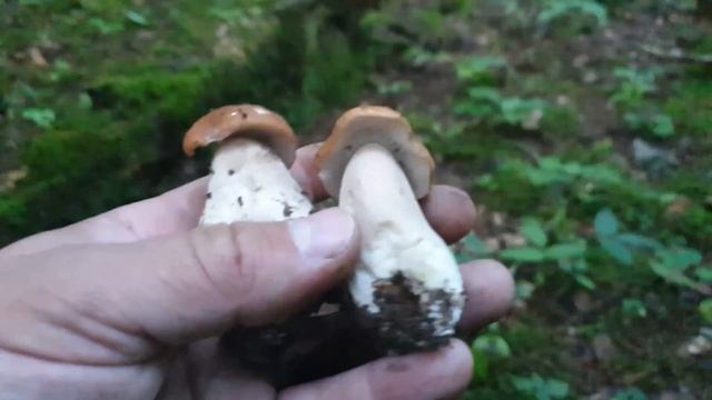 БЕЛЫЕ ГРИБЫ ПОПЁРЛИ В АВГУСТЕ ! Грибы 2021 ! смотреть онлайн