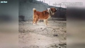 Волк против алабая.