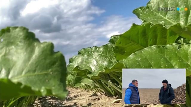 Отзыв о системе защиты "Август" на сахарной свекле