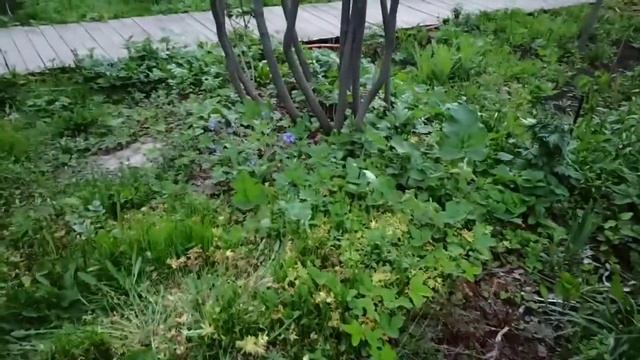 #жизньзагородом ⛅КАК ЦВЕТЁТ ИРГА...