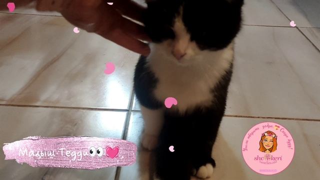 ? Как сидит маленький спинальник Тедди ?