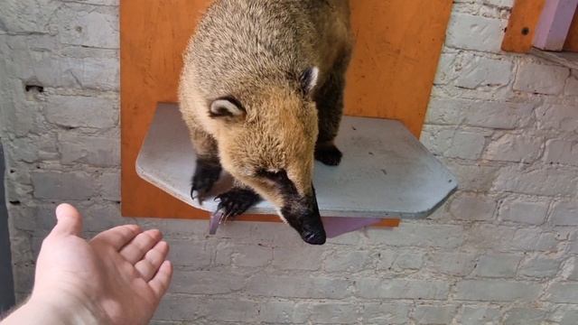 В гостях у енотов и носух. Енот-банда в Москве!
