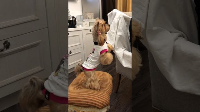 Смешные собачки (Виктория Золотая) смотреть онлайн