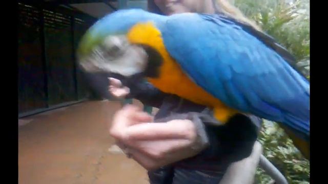 Попугаи в зоопарке Аргентины смотреть онлайн