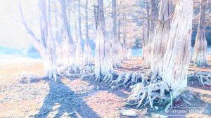 Кипарисовое Озеро в Сукко зимой | Cypress Lake in Sukko in winter