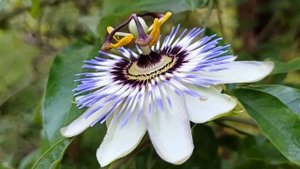 Пассифлора голубая (Passiflora). В моём саду уже давно, неприхотливая и очень ароматная. Содержание