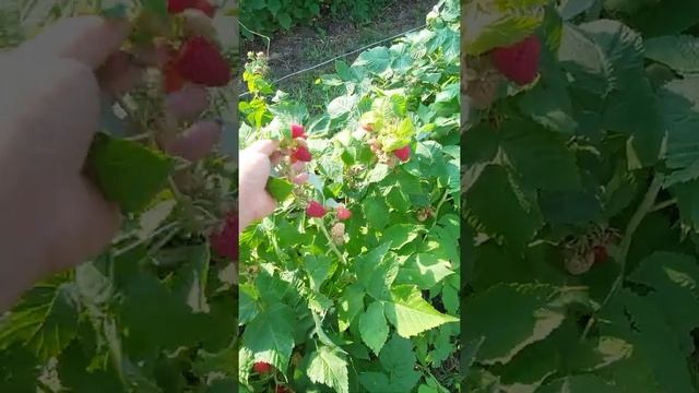 Малина Нижегородец #shots# смотреть онлайн