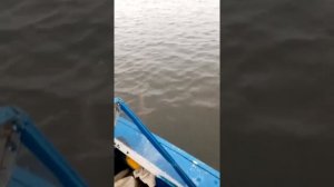 Щука на 10 кг. Рыбалка в Нарьян-маре
