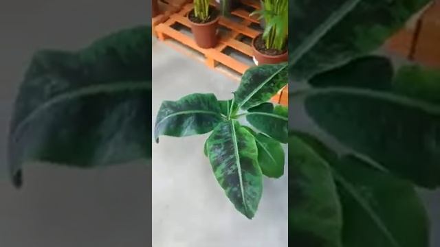 Банановая пальма Муса смотреть онлайн