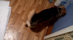 Эпилепсия у собаки. После приступа