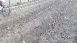 НЕУЛОВИМЫЕ МСТИТЕЛИ __ У РОДИТЕЛЕЙ В ОГОРОДЕ __ ВЫКОПАЛИ КАРТОШКУ