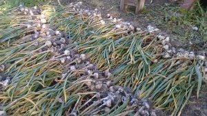 Чеснок Григорий Комаров 2020. Результат.