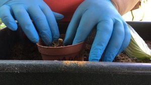 Хосты. Размножение делением корня.  / Hostas. Propagation by roots separation.