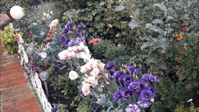 Эта прекрасная эустома. Эустома Цветение. Красивые цветы осени в моем саду. смотреть онлайн