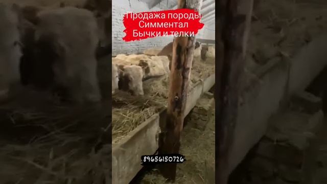 Симментал бычки и телки в продаже.