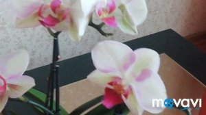 НОВАЯ ОРХИДЕЯ в коллекции! Фаленопсис My Monro