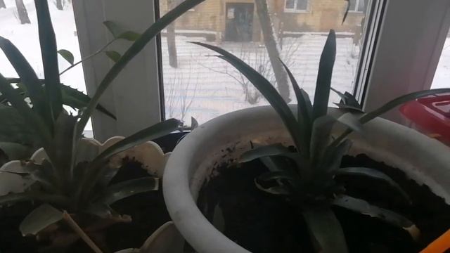 Ананасы на Урале ч. 3, девять месяцев спустя смотреть онлайн