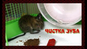 !!!!ЧИСТКА ЗУБОВ!!    #грызун  #белка  #дегу