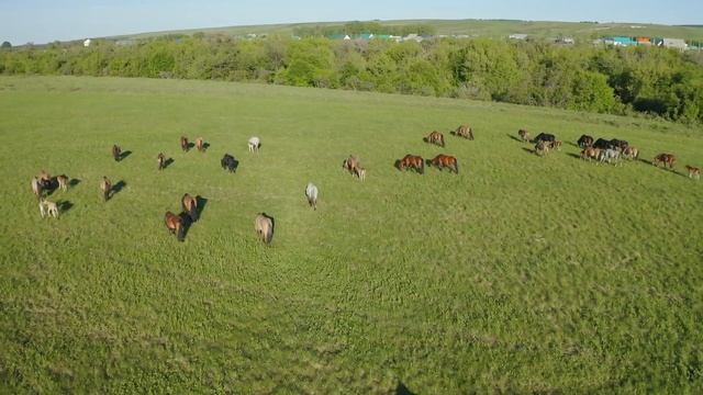 Табун лошадей возле реки Дема смотреть онлайн
