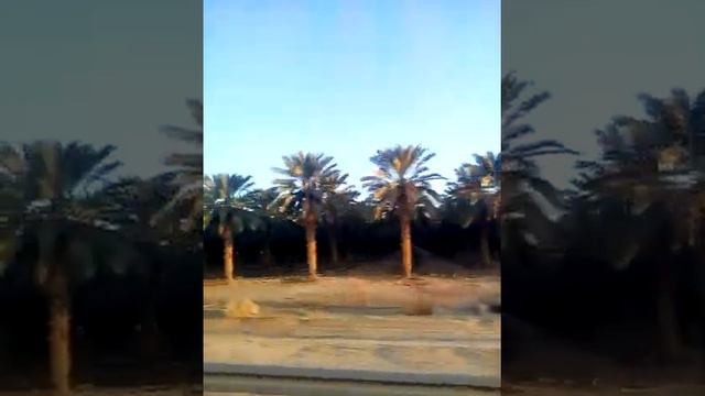 Финиковые плантации растянулись на километры. смотреть онлайн