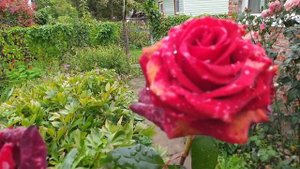 Цветы цветущие до заморозков. 12 Цветов, Которые Цветут До Глубокой осени.