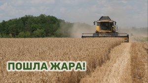 На Кубани  продолжается уборка зерновых культур