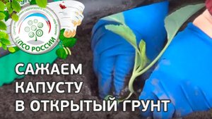 Как посадить цветную капусту в открытый грунт под временное укрытие. Высаживаем капусту цветную.